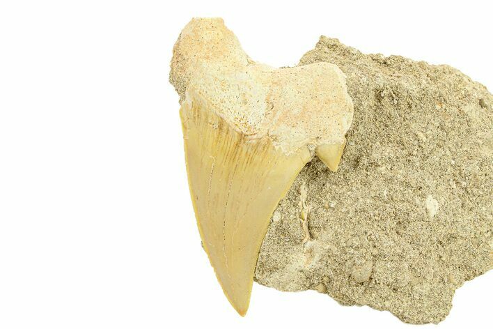 Otodus Shark Tooth Fossil in Rock - Morocco #291999